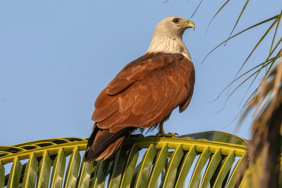 inz _ jan kortenhorst _ madikeri bramaanse wouw.png